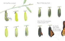 Load image into Gallery viewer, Monarch by Kirsten Hall